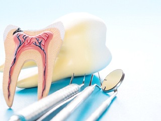 Model of anatomy of teeth next to dental tools